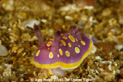 A Chromodoris luteorosea crawling on the sandy bottom on ... by Joao Pedro Tojal Loia Soares Silva 